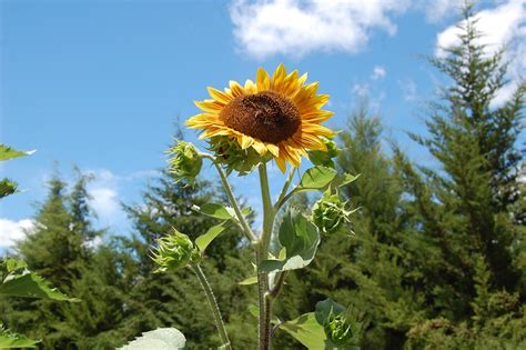 Sunny Flower Seeds Vegetables - Free photo on Pixabay