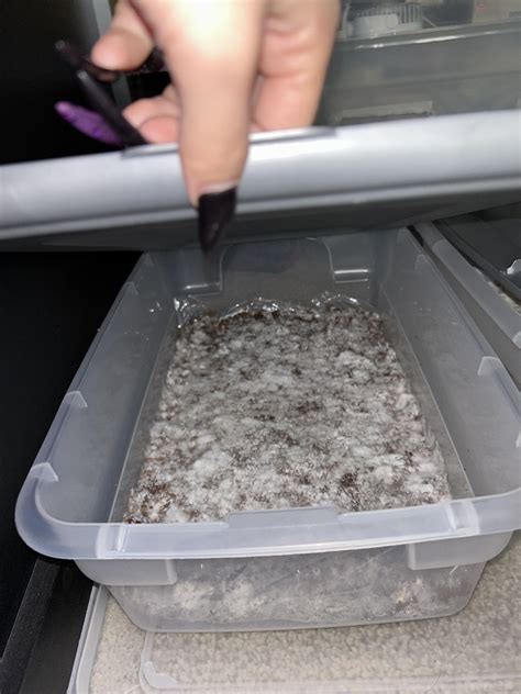 Omg please help I just drowned my tub in alcohol 😭 I thought it was