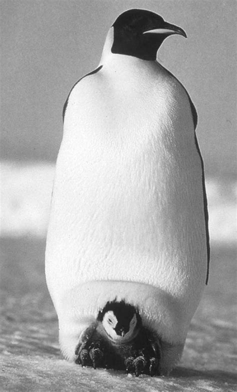 Penguins Pictures Pics Images And Photos For Inspiration