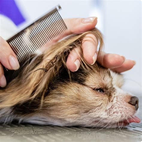 La Llegada De La Primavera Y Las Mascotas Preparativos Esenciales