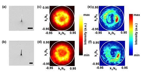 (a) and (b) are representative scanning electron micrographs showing ... 
