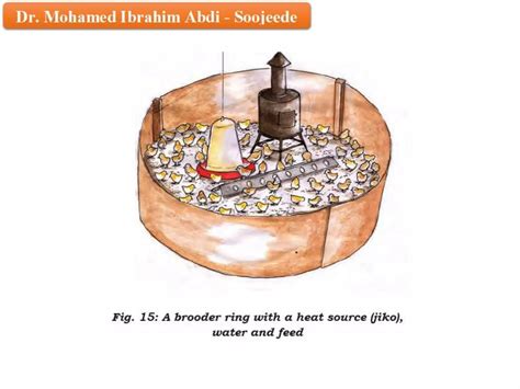 Somali Indigenous Chicken Production Ppt