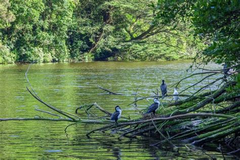 15 Things to KNOW Before Visiting Zealandia Ecosanctuary, Wellington