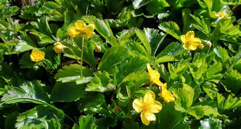 Waldsteinia ternata - Изображение особи - Плантариум