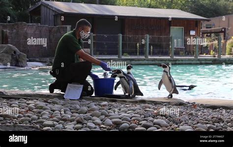 Scales Animals Stock Videos And Footage Hd And 4k Video Clips Alamy
