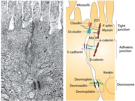 Cell biology of tight junction structure & function : Turner Lab