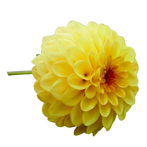 Dahlia Blomst Gul Gratis Foto På Pixabay