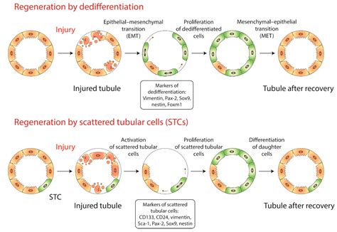 Renal Tubule Cells