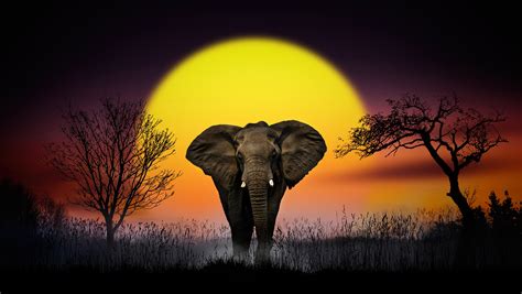 Download Sunset Animal African Bush Elephant HD Wallpaper