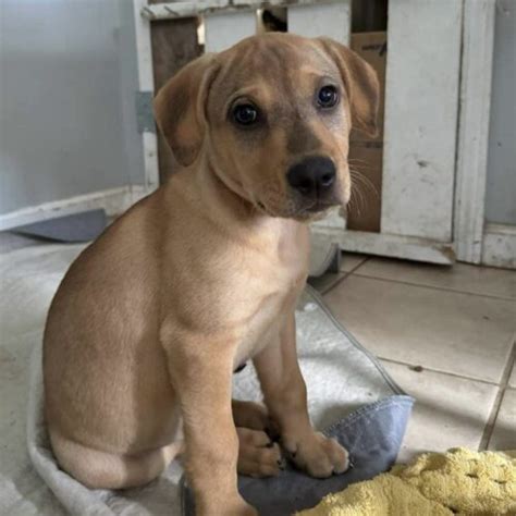 Edwin It Takes A Village Rescue Nc