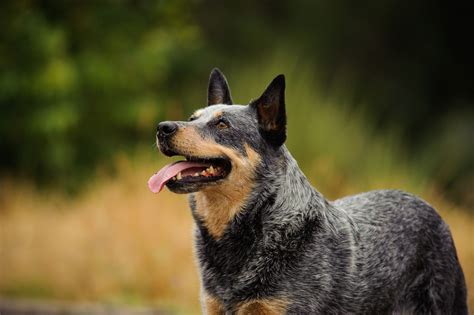 20 Popular Medium-Size Dog Breeds