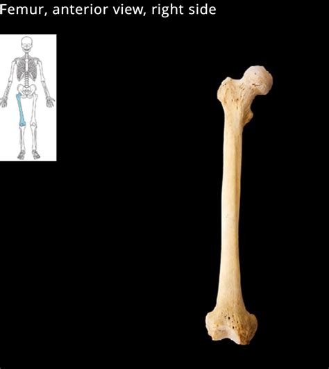 Femur Anterior View Diagram Quizlet