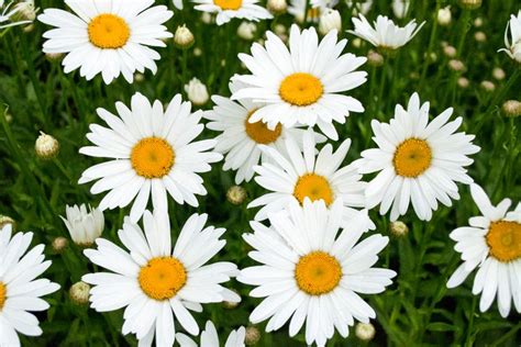 15 Best Plants for Small Gardens