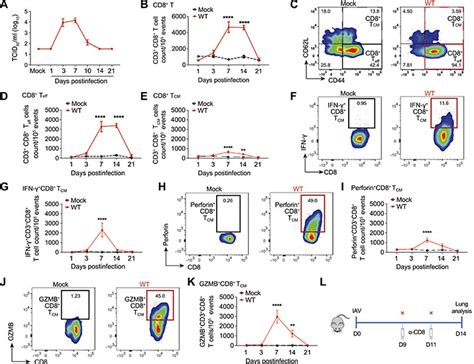 The Chemokine Receptor Cxcr3 Promotes Cd8 T Celldependent Lung