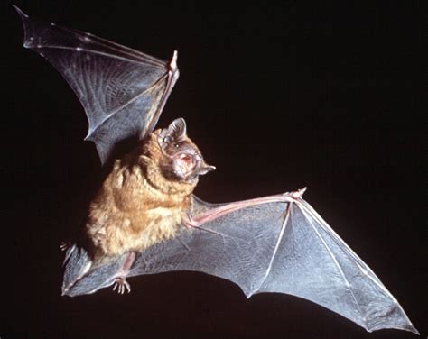 An Examined Life A Bat Flies Into The House