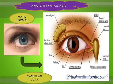 lapisan mata powerpoint    id