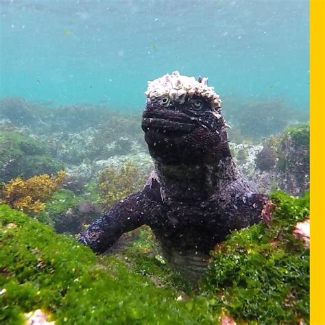 Nat Geo Adventure on Twitter: "These actively volcanic islands are home