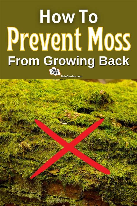 Say Goodbye To Moss Tips For Getting Rid Of Moss In Your Lawn Artofit