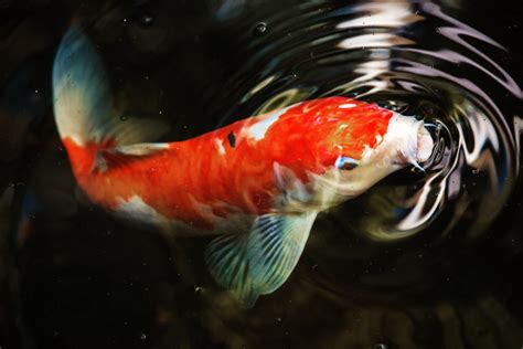 1 4k Ultra Hd Koi Carp Wallpapers - Koi Fish Wallpaper 4k (#1599636 ...