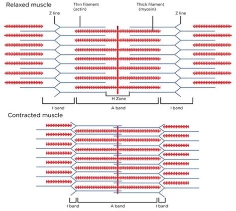 Muscle Contraction Flashcards Quizlet