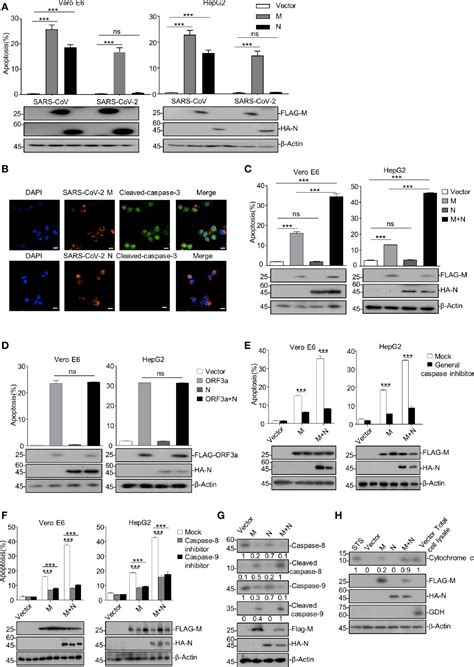 Frontiers Sars Cov Membrane Glycoprotein M Triggers Apoptosis With