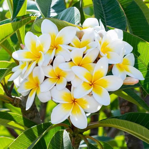 Plumeria Tree