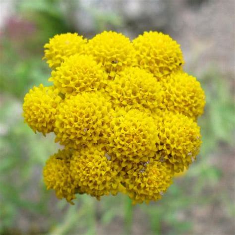 Lonas Flower Seeds - Lonas inodora