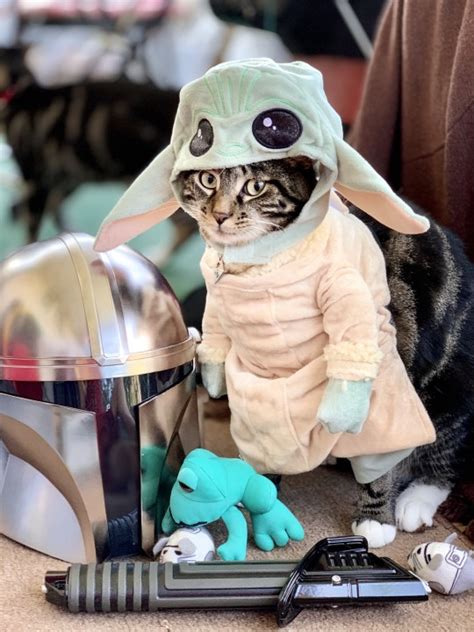 Star Wars Cat Costumes