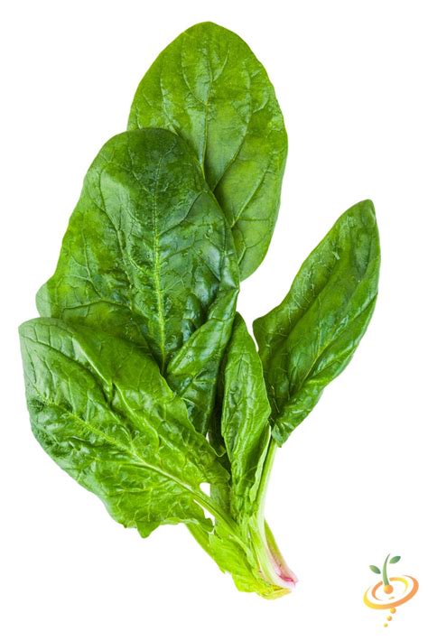 Spinach Winter Giant
