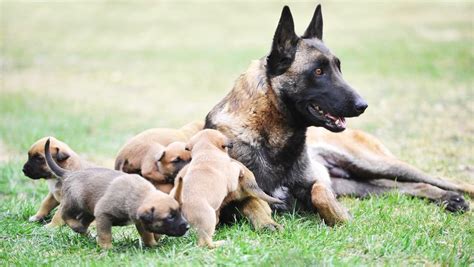 feed  belgian malinois puppy feeding chart