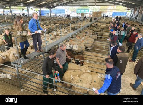 Melton Mowbray Livestock Market Leicestershire Stock Photo Alamy