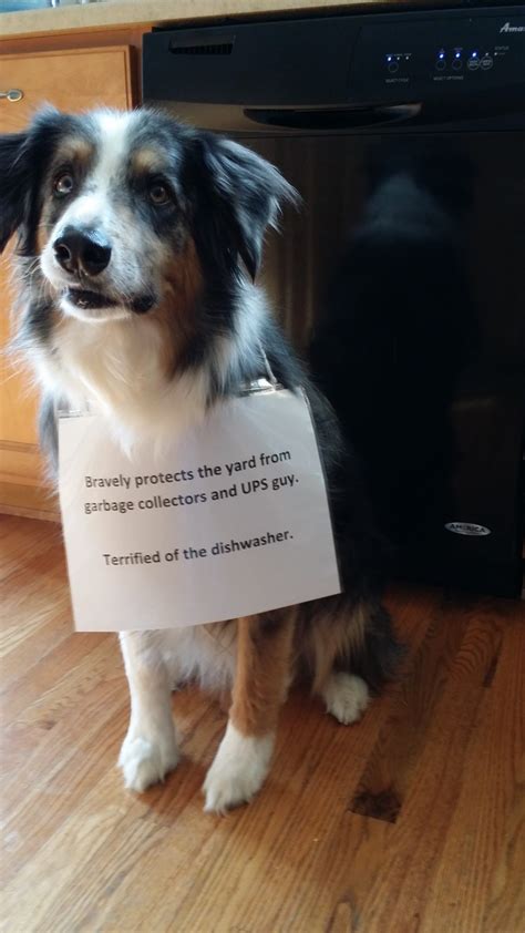 15 Funny Australian Shepherd Memes To Make Your Day