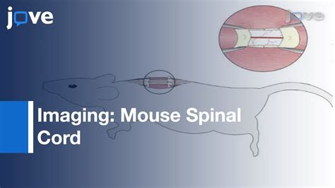 Imaging Mouse Spinal Cord Using Two Photon Microscopy L Protocol Preview Youtube