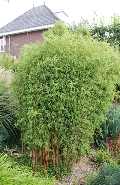 Clumping Bamboo For Zone 6