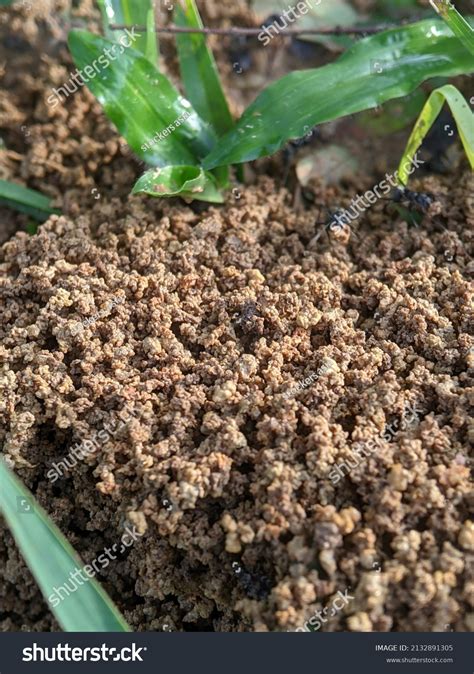 Soil Plant Growth Concept Stock Photo 2132891305 | Shutterstock