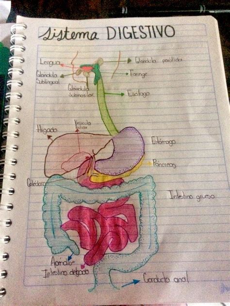 Apunte Aparato Digestivo Dibujo Material De Enfermeria Sistema