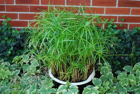 Циперус (Cyperus) - уход в домашних условиях, фото, размножение