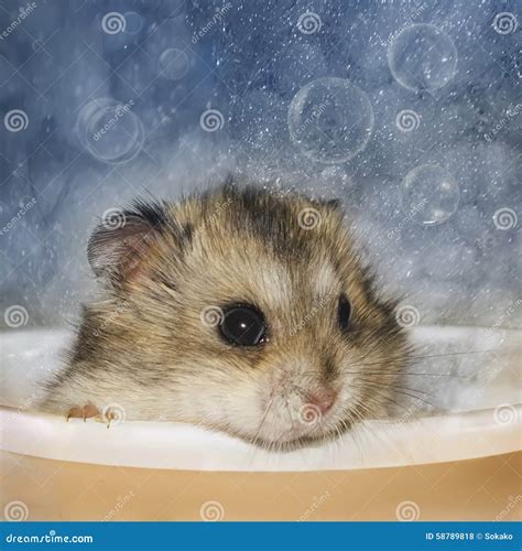 Hamster Bathes Stock Photo Image Of Rodent Home Fingers 58789818