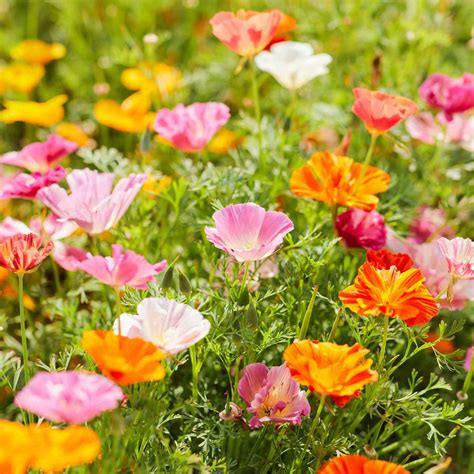Bulk Poppy Seeds Buy In Bulk Bulk Wildflowers