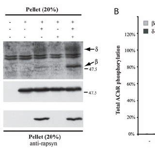 Rapsyn Mediates Musk Induced Phosphorylation Of Achr Subunit