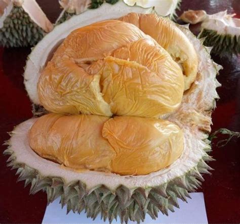 Jual Bibit Durian Duri Hitam Dongkelan Jualbenihmurah