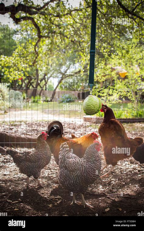 From Small Homemade Structures To Large Elaborate Homes Chicken