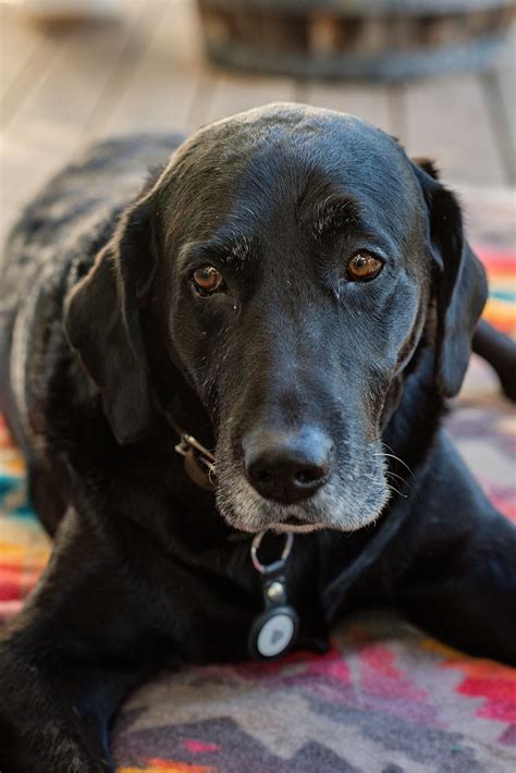 Napa Valley Holistic Veterinary Services-Holistic Veterinary Hospice