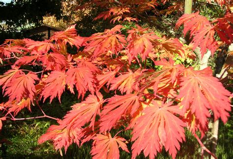 Acer Japonicum Aconitifolium Erable Du Val De Jargeau