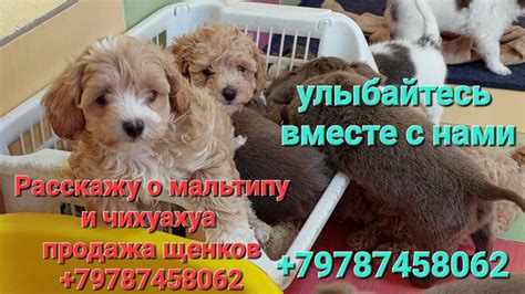 #мальтипу #подробно #чихуахуа питомник Кастропуло Крым +79787458062 # ...