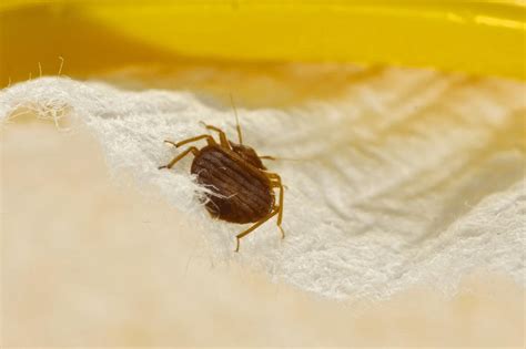 How To Avoid Bringing Bed Bugs Home With You While You Re Traveling