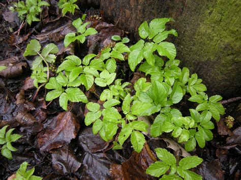 Ground Elder Aegopodium Podagraria Jeremy Bartlett S LET IT GROW Blog