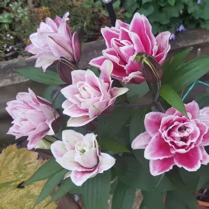 Лилия Роузлили Саманта: описание и характеристики сорта, особенности ...