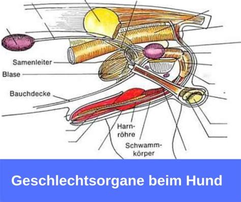 ᐅ Anatomie des Hundes der Hund im Detail guter Hund de