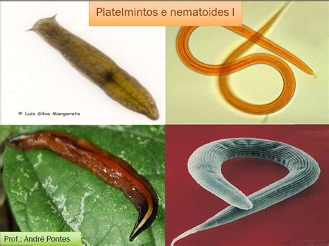 Platelminto E Nematelminto